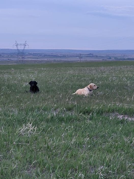 Labrador Retriever Puppies breeder image 3
