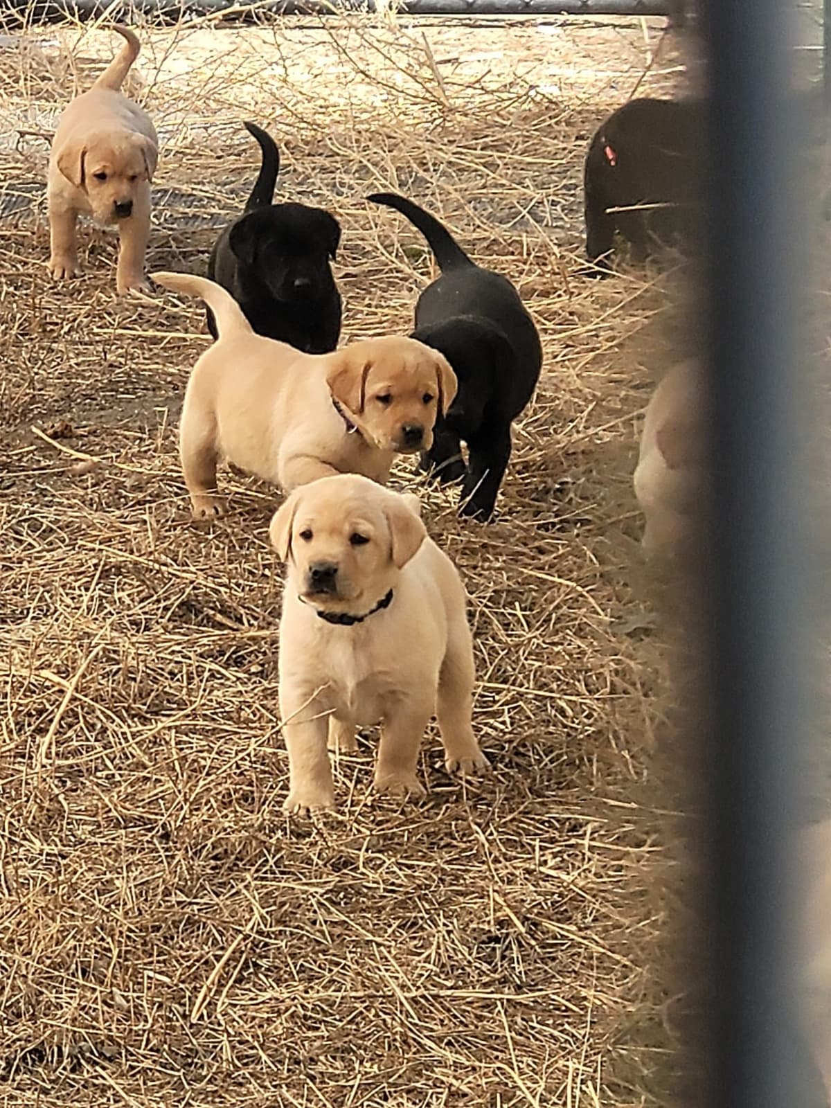 Labrador Retriever Puppies breeder image 6