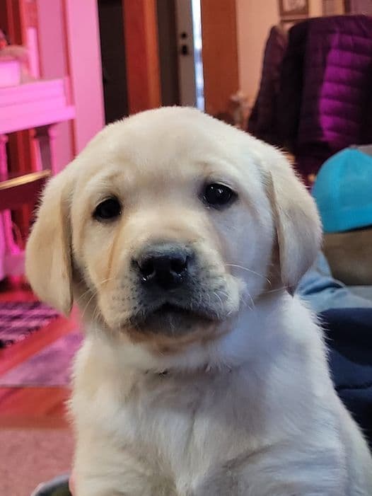 Labrador Retriever Puppies breeder image 7