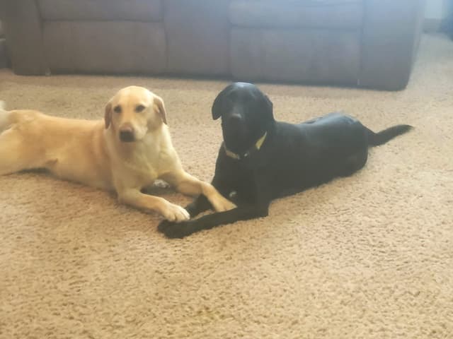 Labrador Retriever Puppies media 2