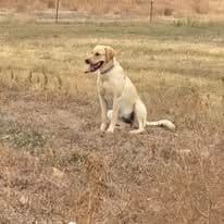Labrador Retriever Puppies media 4