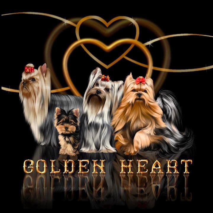 Yorkshire Terrier Puppies breeder image 1