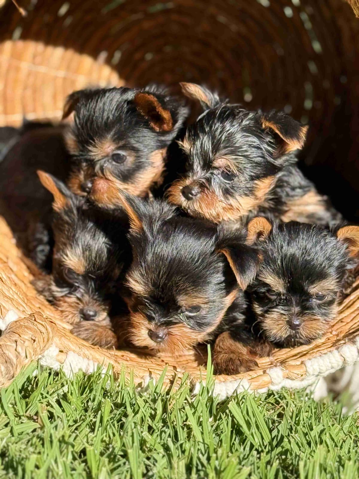 Yorkshire Terrier Puppies breeder image 2