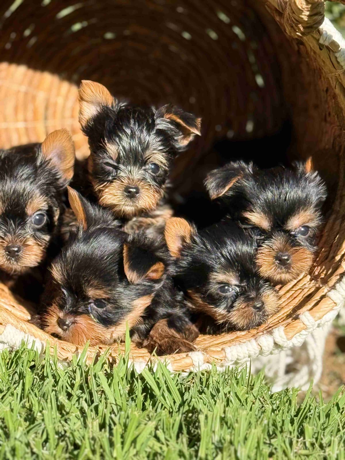 Yorkshire Terrier Puppies breeder image 3