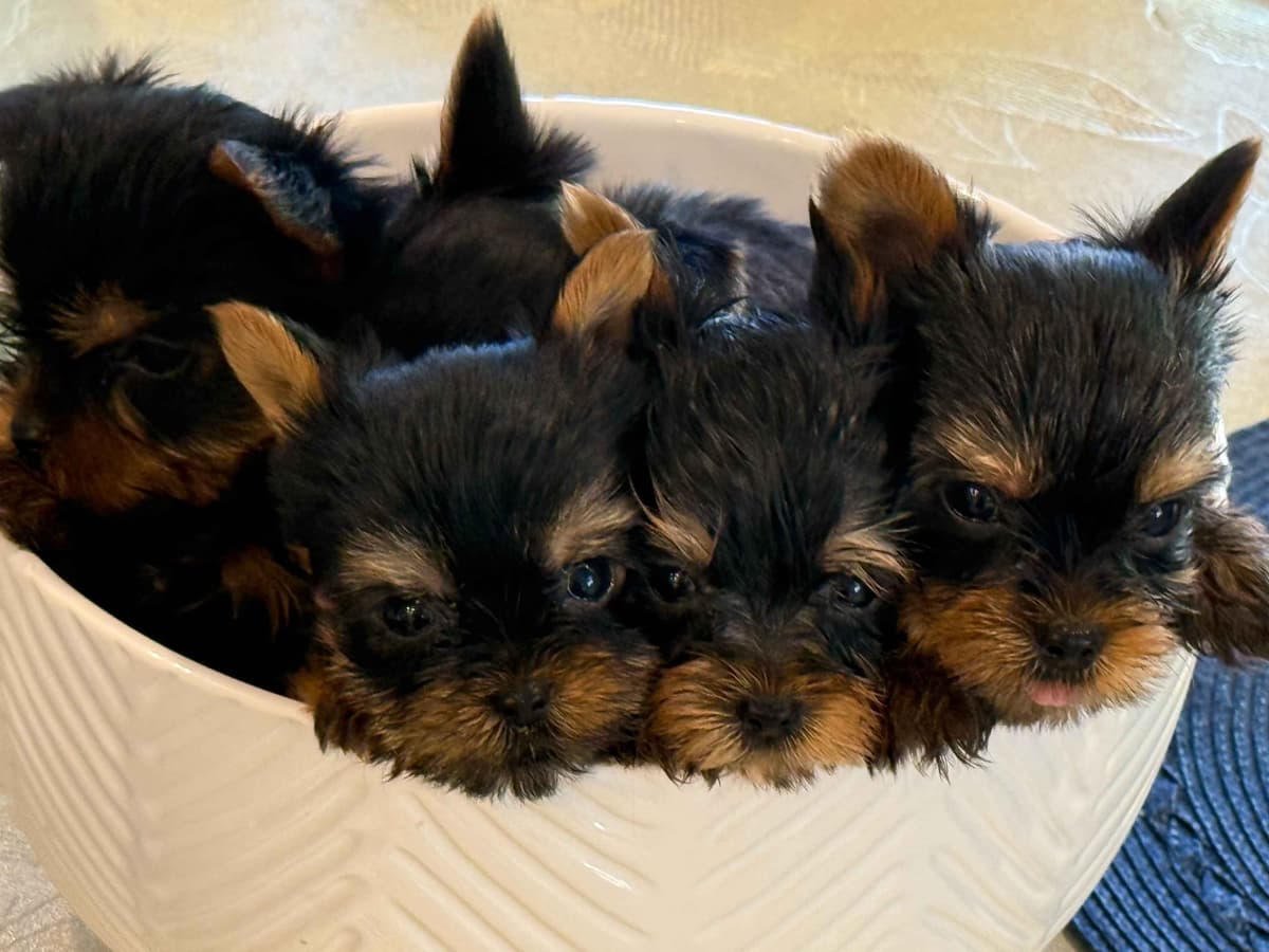 Yorkshire Terrier Puppies breeder image 4