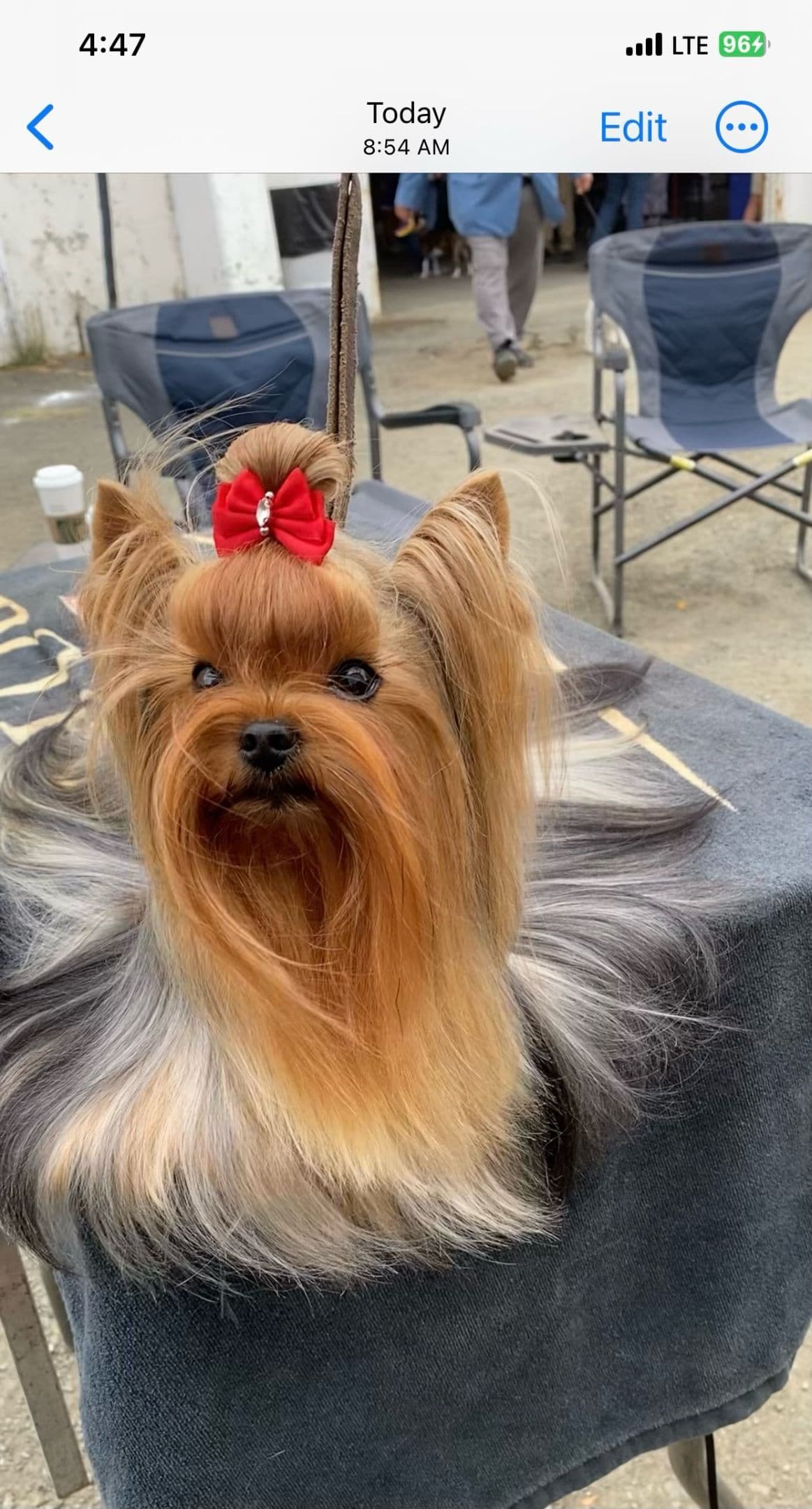 Yorkshire Terrier Puppies breeder image 5