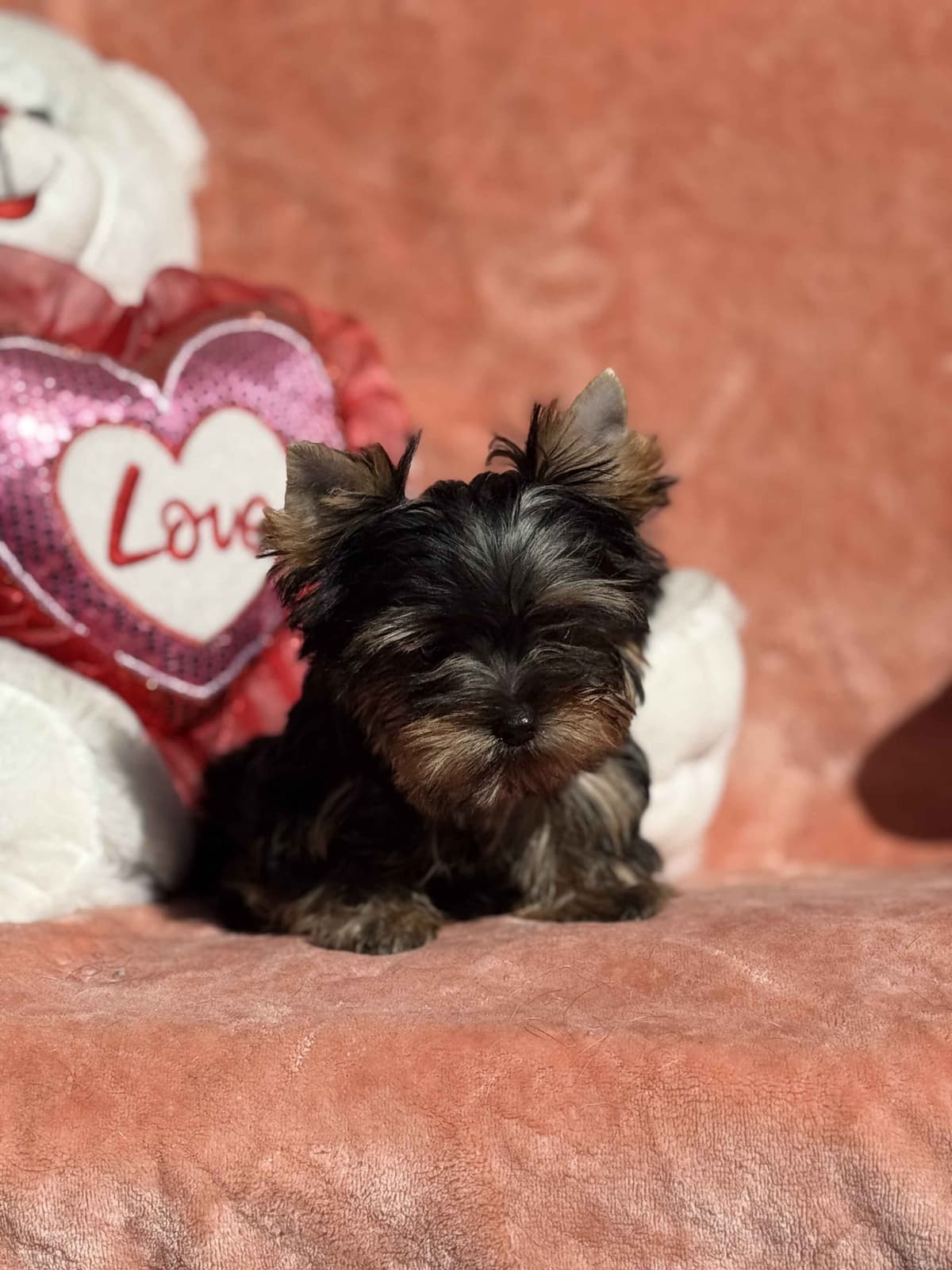 Yorkshire Terrier Puppies breeder image 8