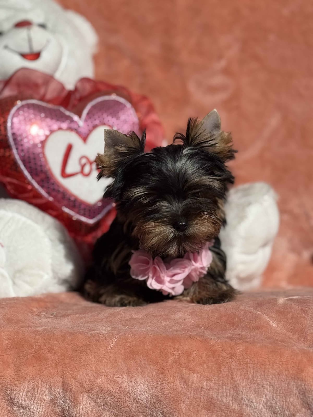 Yorkshire Terrier Puppies breeder image 9
