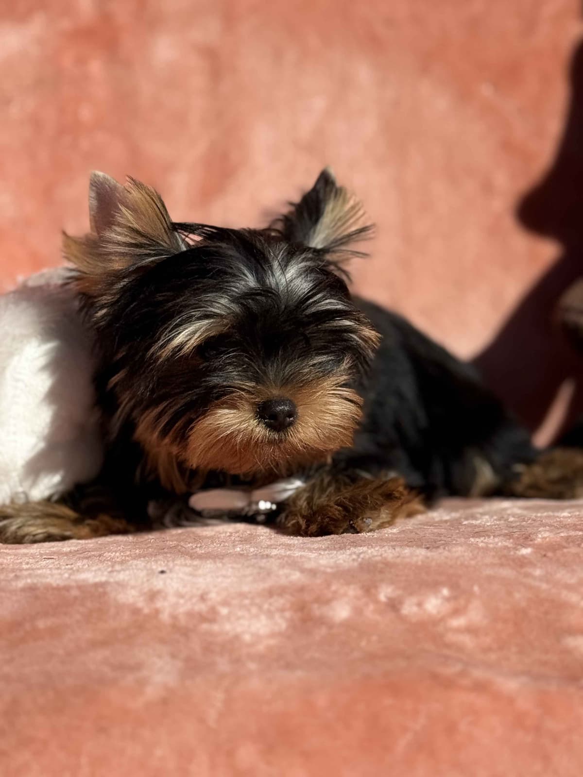 Yorkshire Terrier Puppies breeder image 11