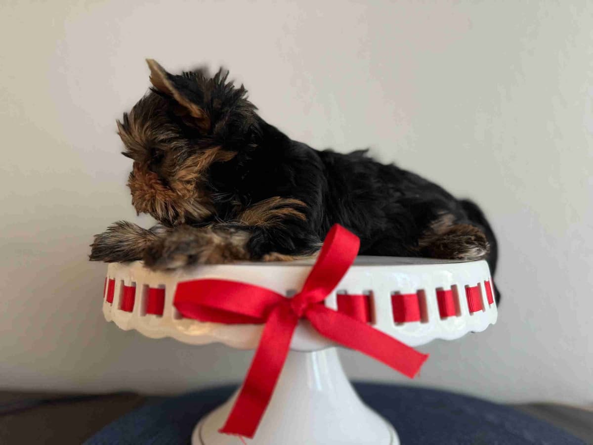 Yorkshire Terrier Puppies breeder image 12