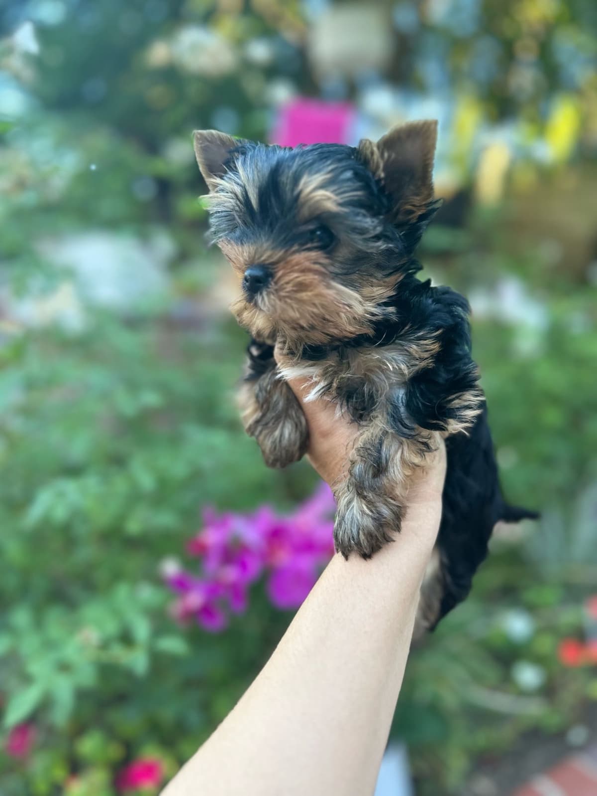 Yorkshire Terrier Puppies breeder image 13