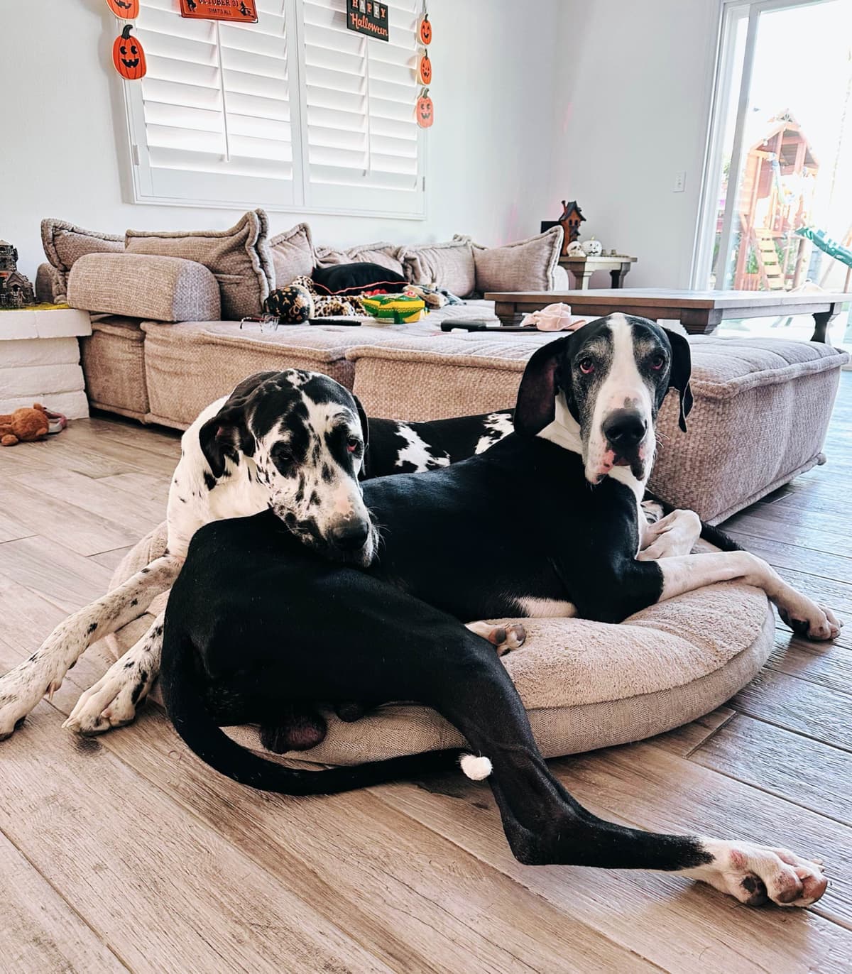 Great Dane Puppies breeder image 3