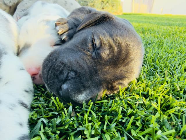 Great Dane Puppies media 2