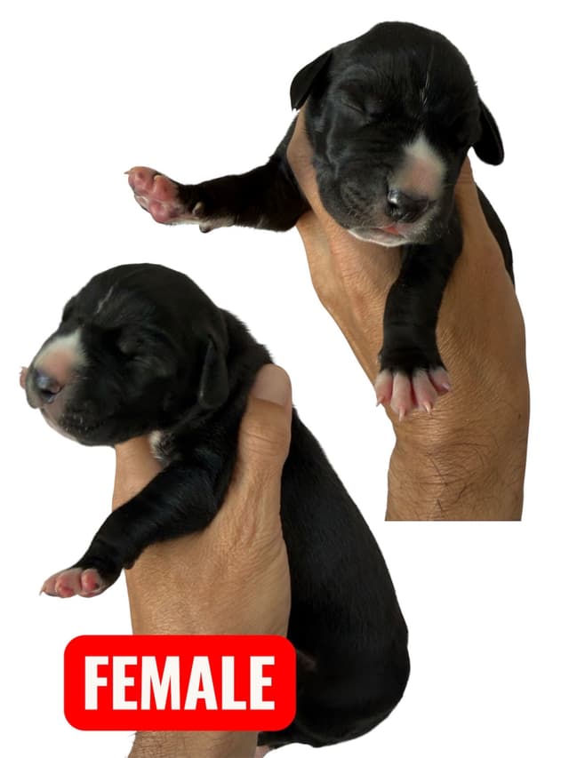 Palm Desert Great Dane Pups Available! media 2