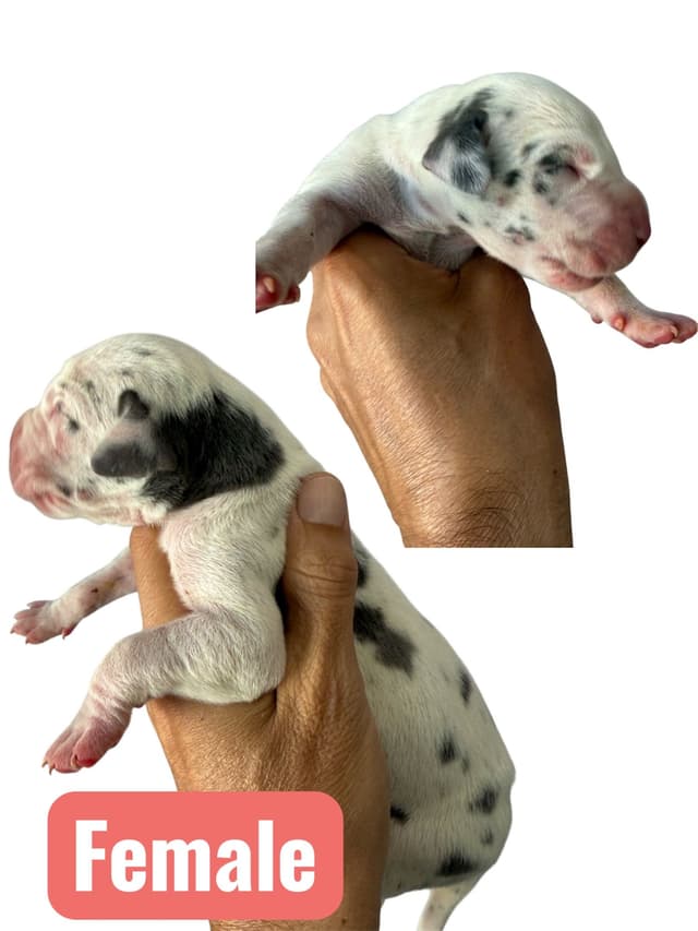 Palm Desert Great Dane Pups Available! media 5