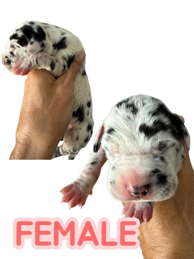Palm Desert Great Dane Pups Available! media 6