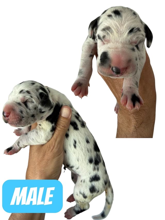 Palm Desert Great Dane Pups Available! media 8