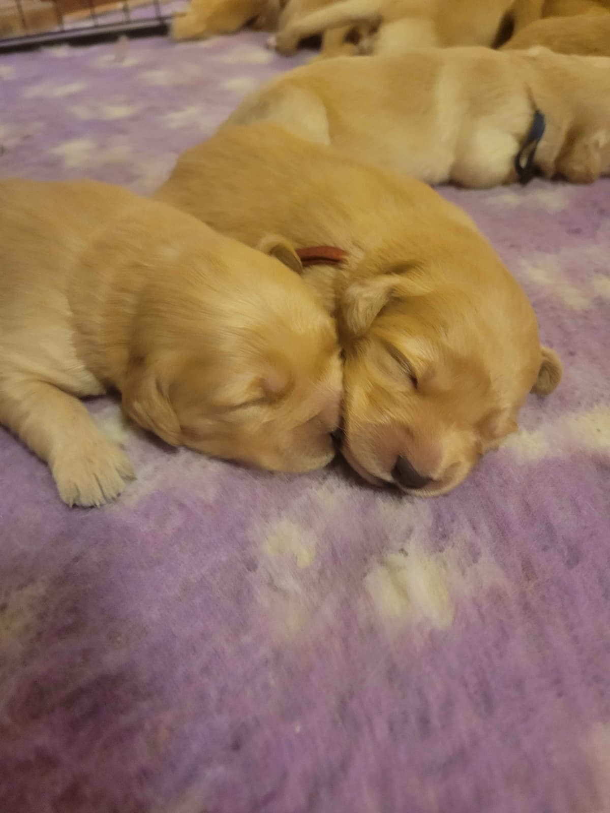 Golden Retriever Puppies breeder image 1