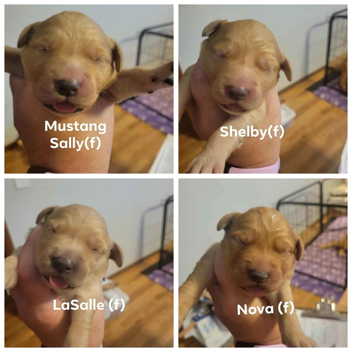 Golden Retriever Puppies breeder image 2