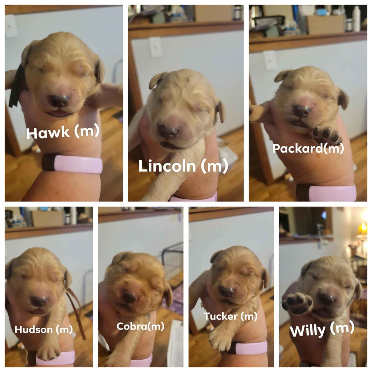 Golden Retriever Puppies breeder image 3
