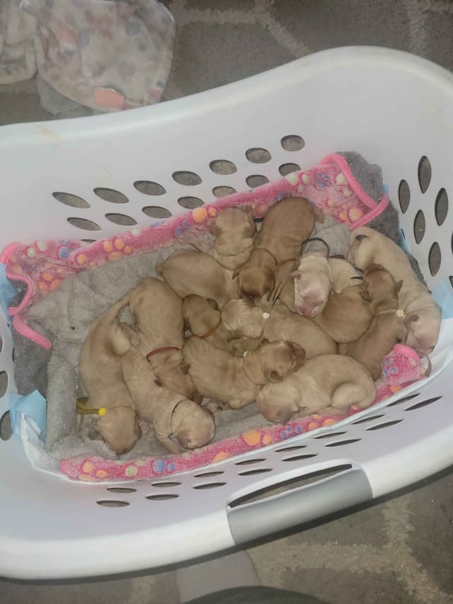 Golden Retriever Puppies media 2