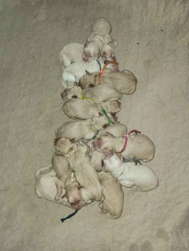Golden Retriever Puppies media 3