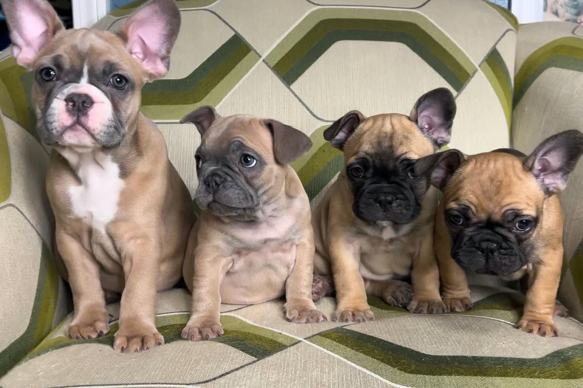 French Bulldog Puppies breeder image 1