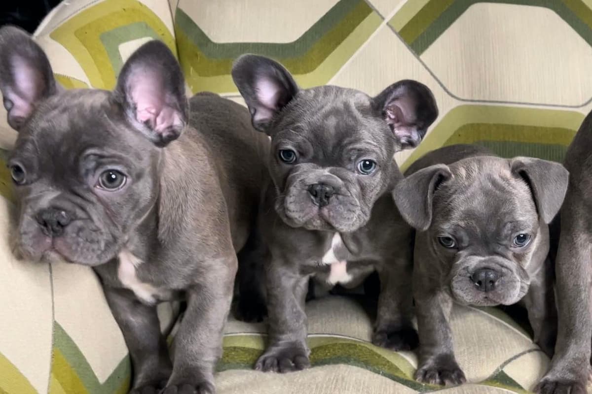 French Bulldog Puppies breeder image 2