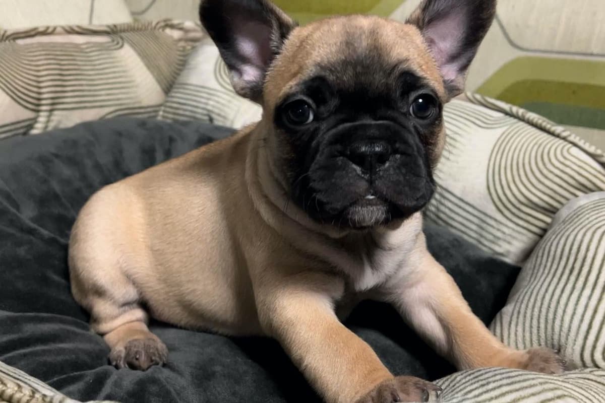 French Bulldog Puppies breeder image 5