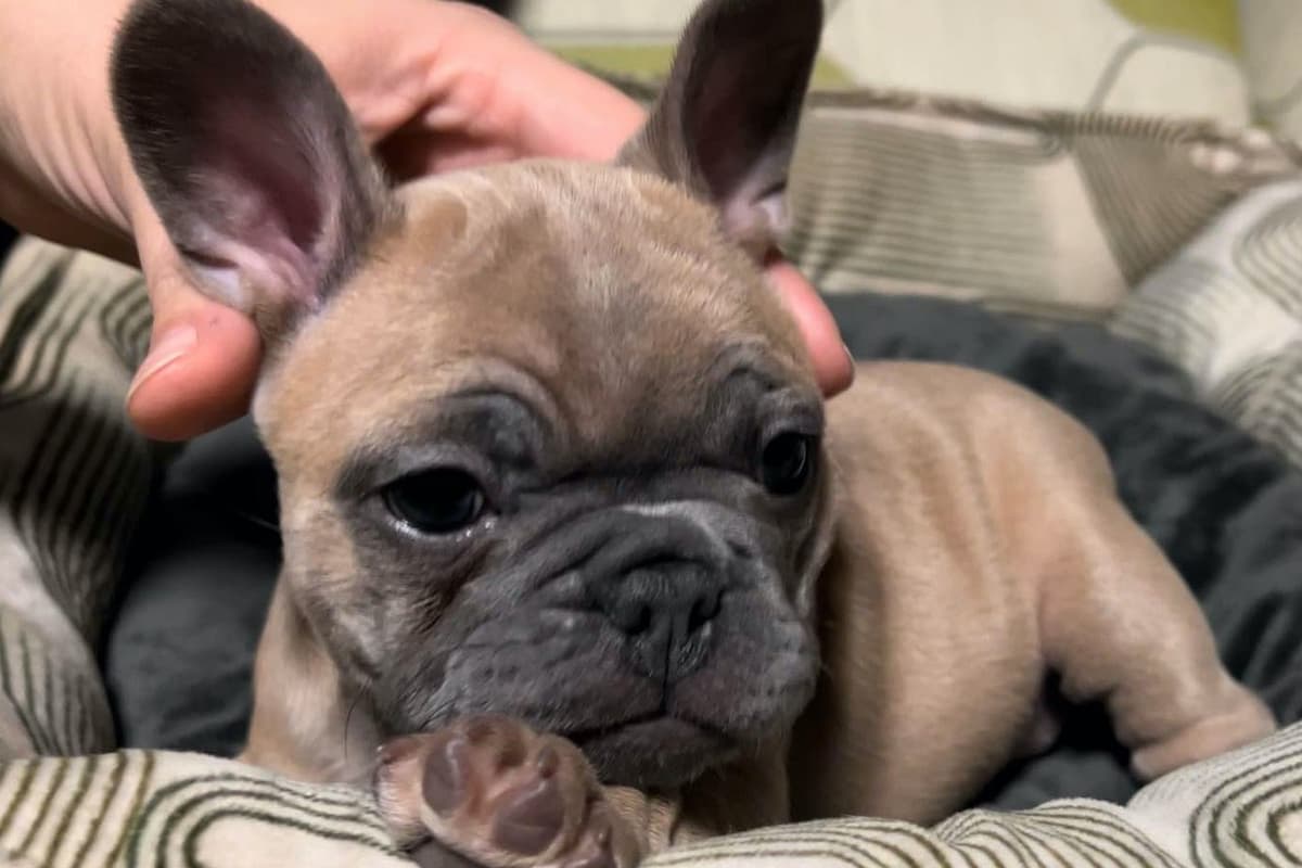 French Bulldog Puppies breeder image 6