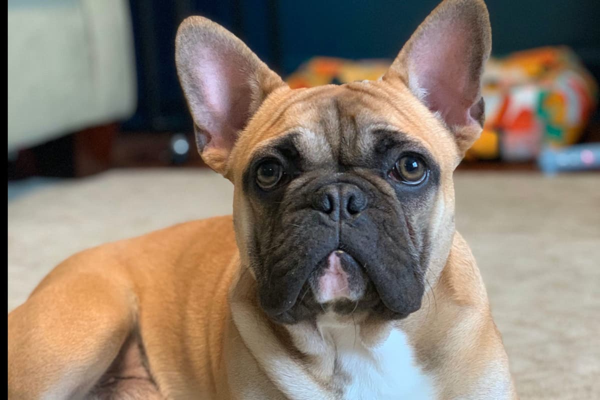 French Bulldog Puppies breeder image 7