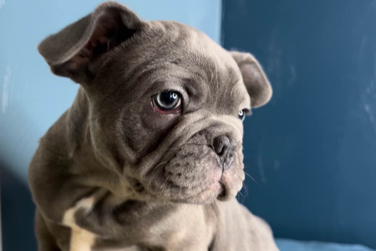 French Bulldog Puppies breeder image 9