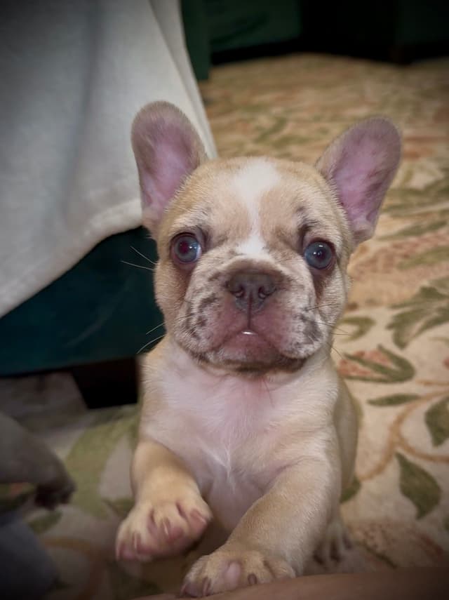 French Bulldog Puppies media 2