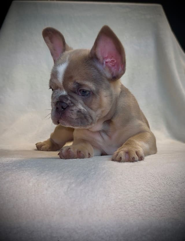 French Bulldog Puppies media 3