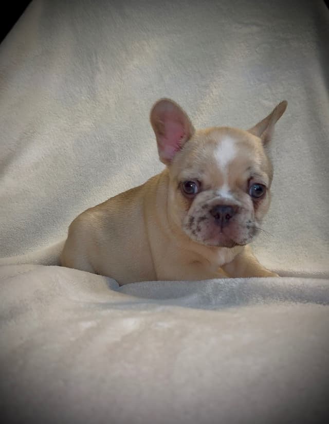 French Bulldog Puppies media 4