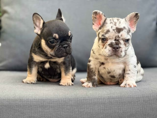 French Bulldog Puppies media 3