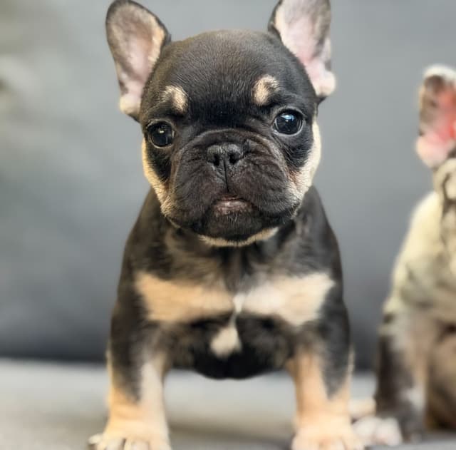 French Bulldog Puppies media 5