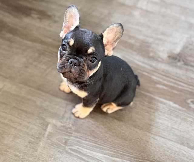 French Bulldog Puppies media 2