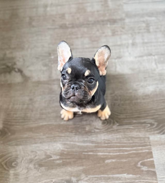French Bulldog Puppies media 4