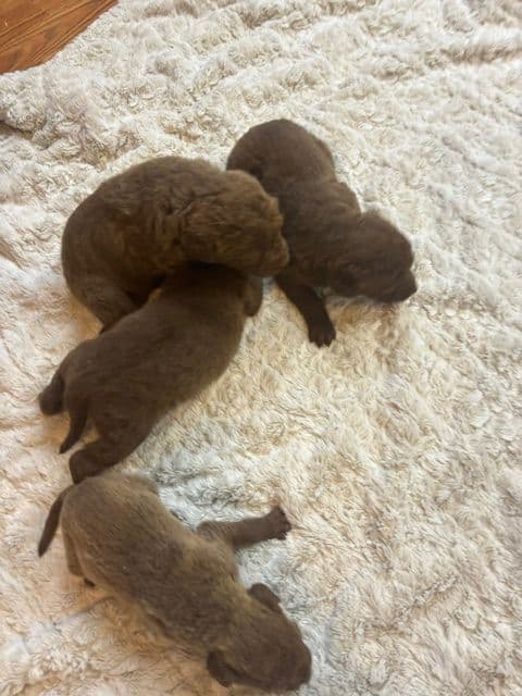 Chesapeake Bay Retriever Puppies media 2