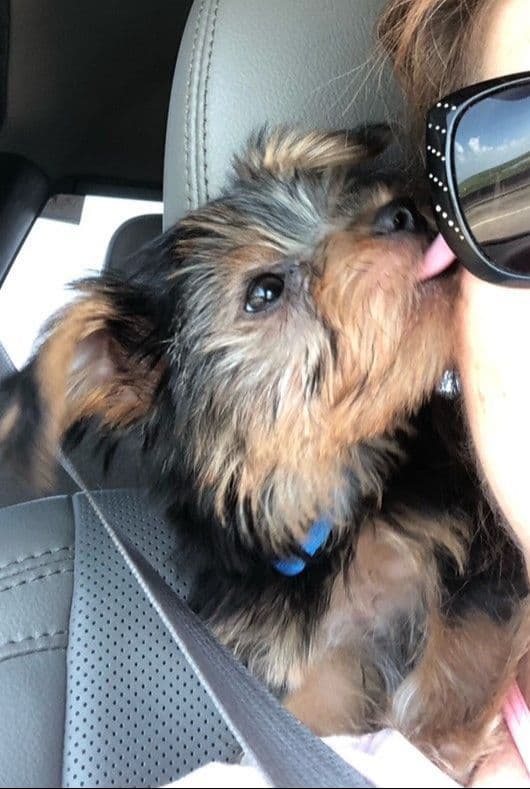 Yorkshire Terrier Puppies breeder image 3
