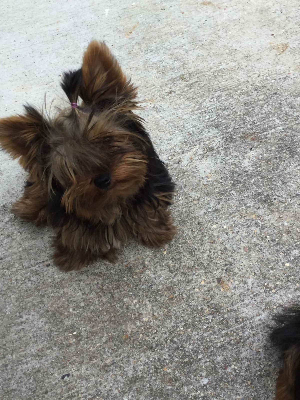 Yorkshire Terrier Puppies breeder image 5