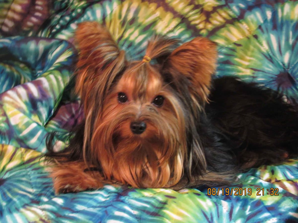 Yorkshire Terrier Puppies breeder image 7