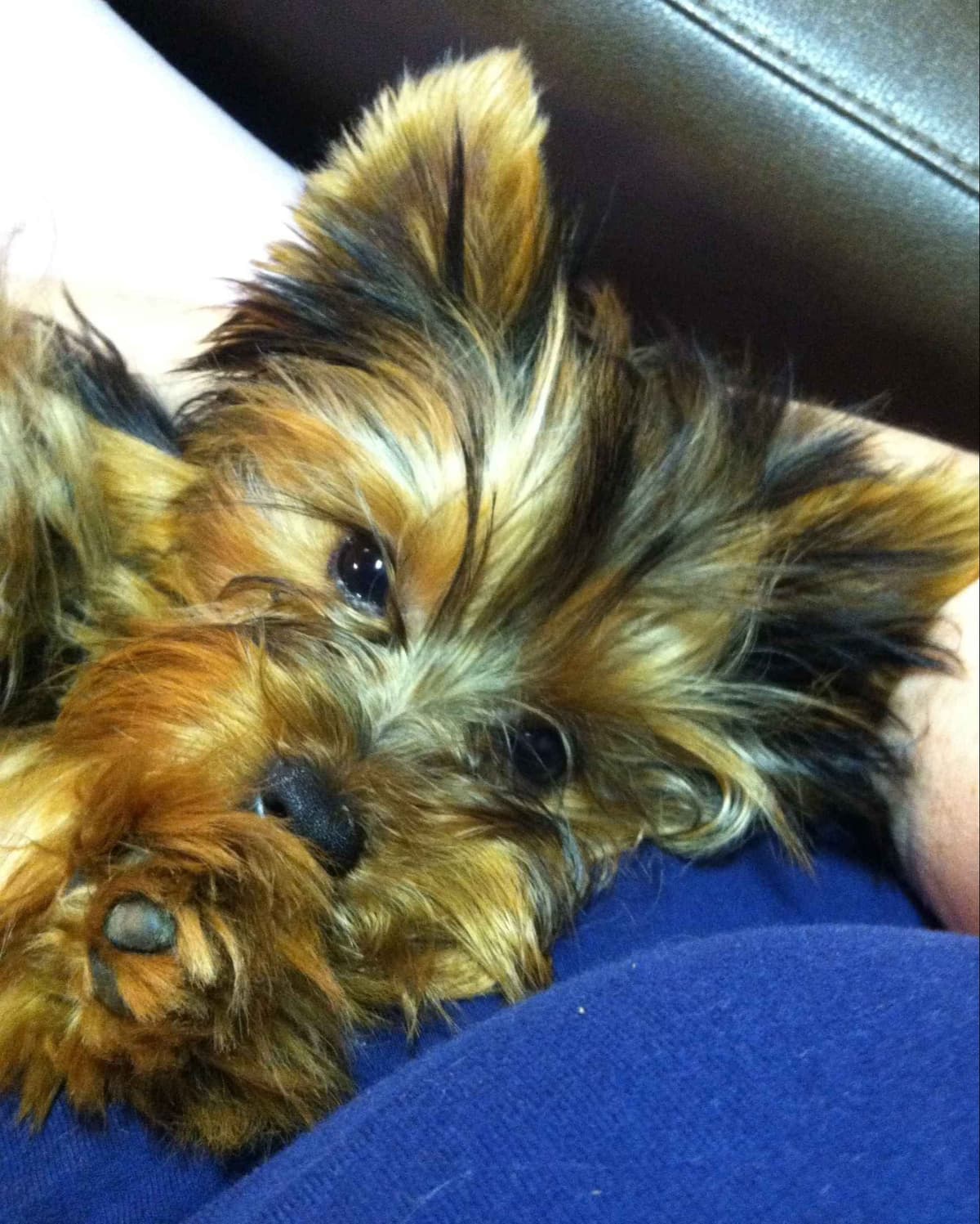 Yorkshire Terrier Puppies breeder image 6