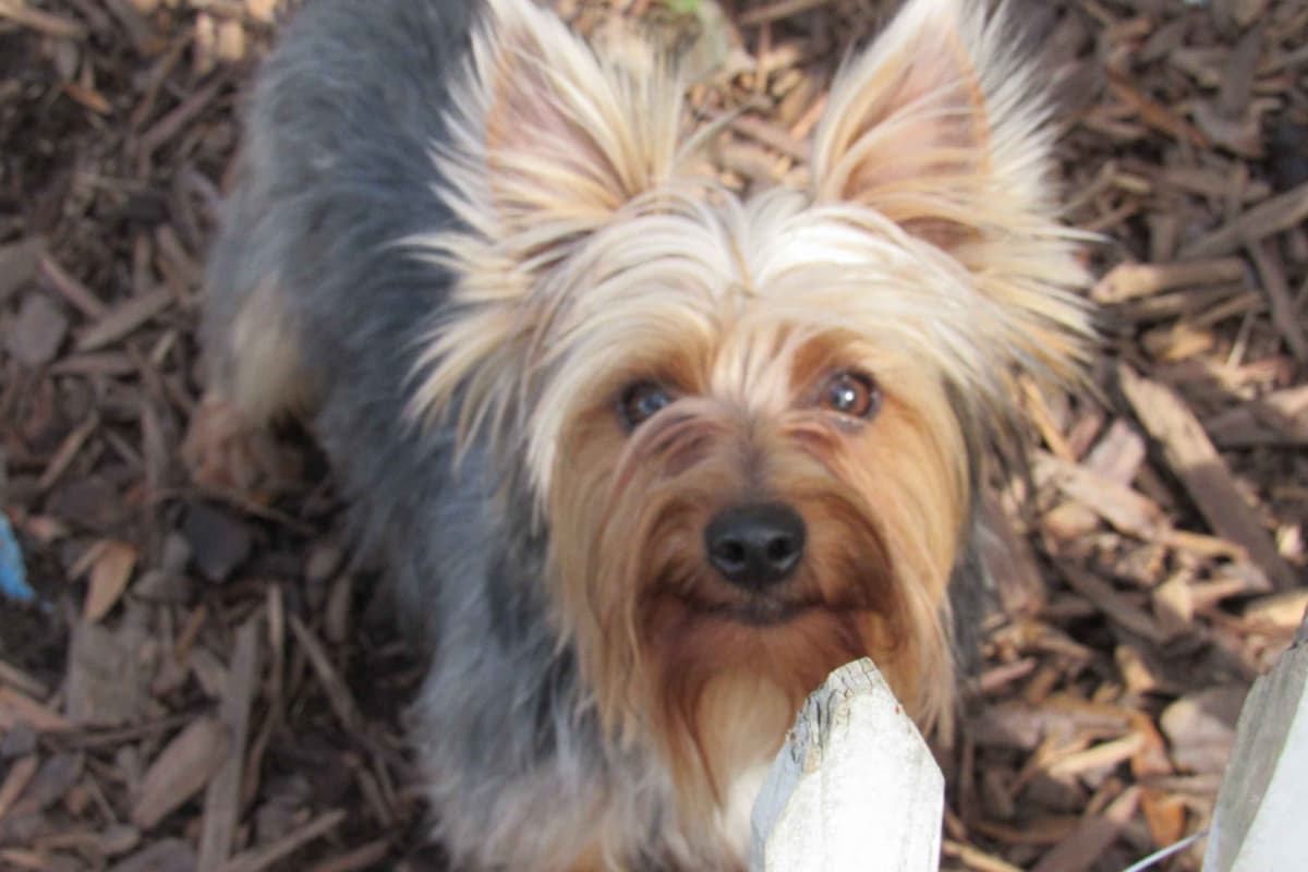 Yorkshire Terrier Puppies breeder image 4