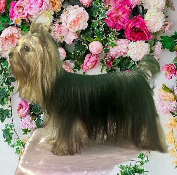 Yorkshire Terrier Puppies media 2