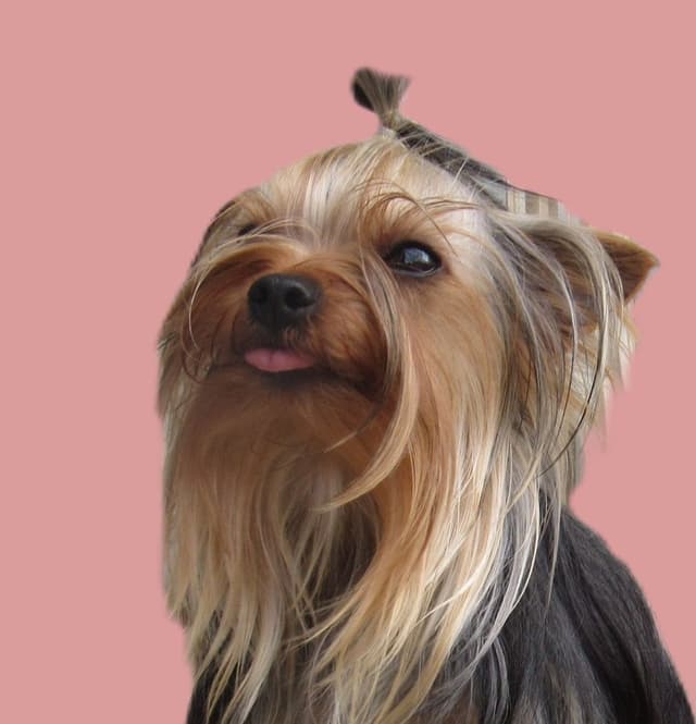 Yorkshire Terrier Puppies media 3