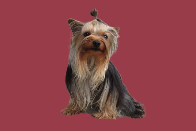 Yorkshire Terrier Puppies media 4