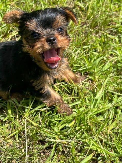 Yorkshire Terrier Puppies media 5
