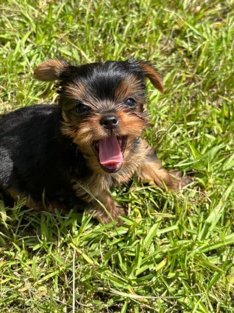 Yorkshire Terrier Puppies media 6